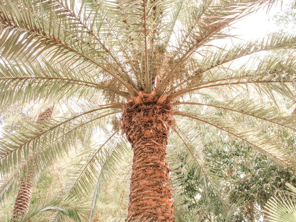 Tropical Palm Tree 2