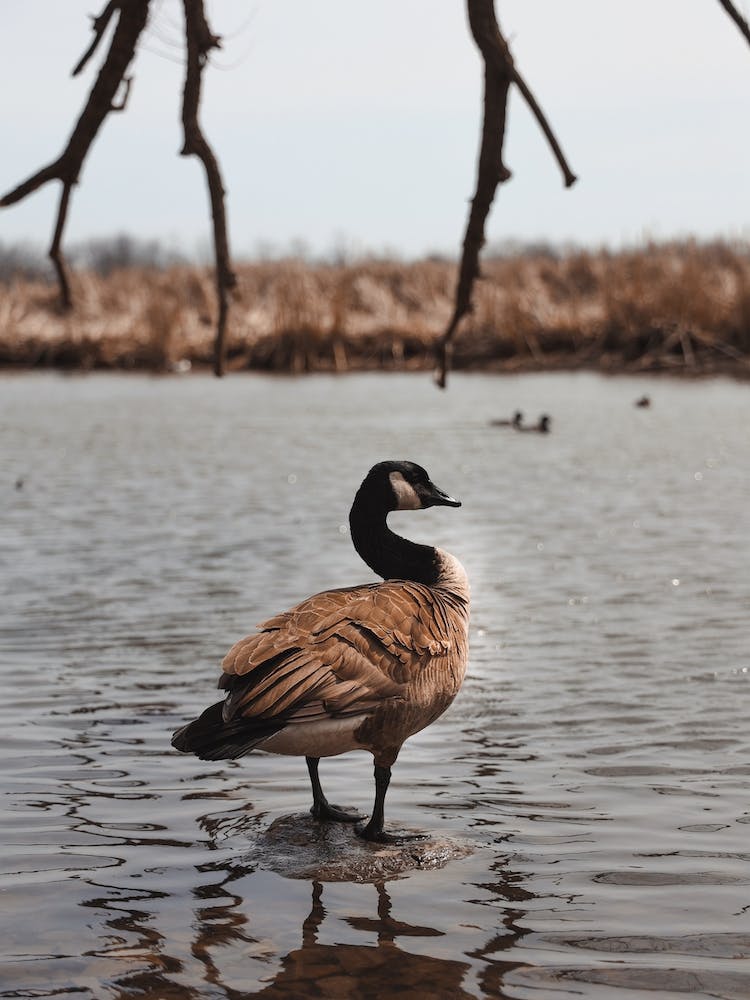 Goose On Lake