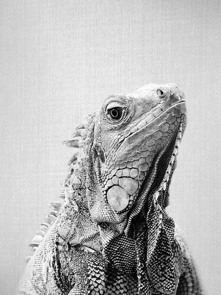 Iguana - Black & White