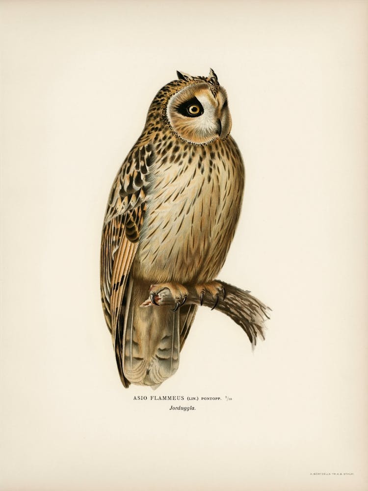 Short Eared Owl (Asio Flammeus), The Von Wright Brothers