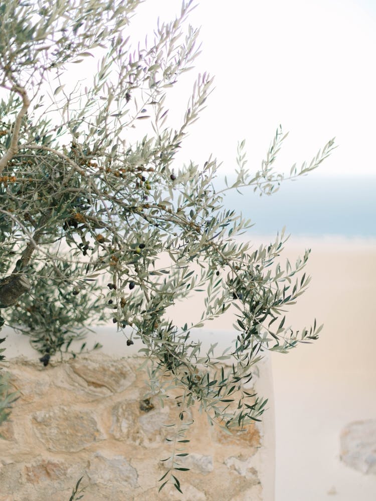 Olive Tree By The Sea In Greece