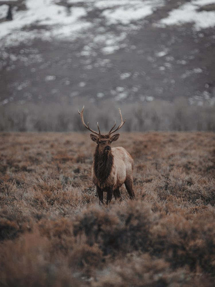 Elk In Bog