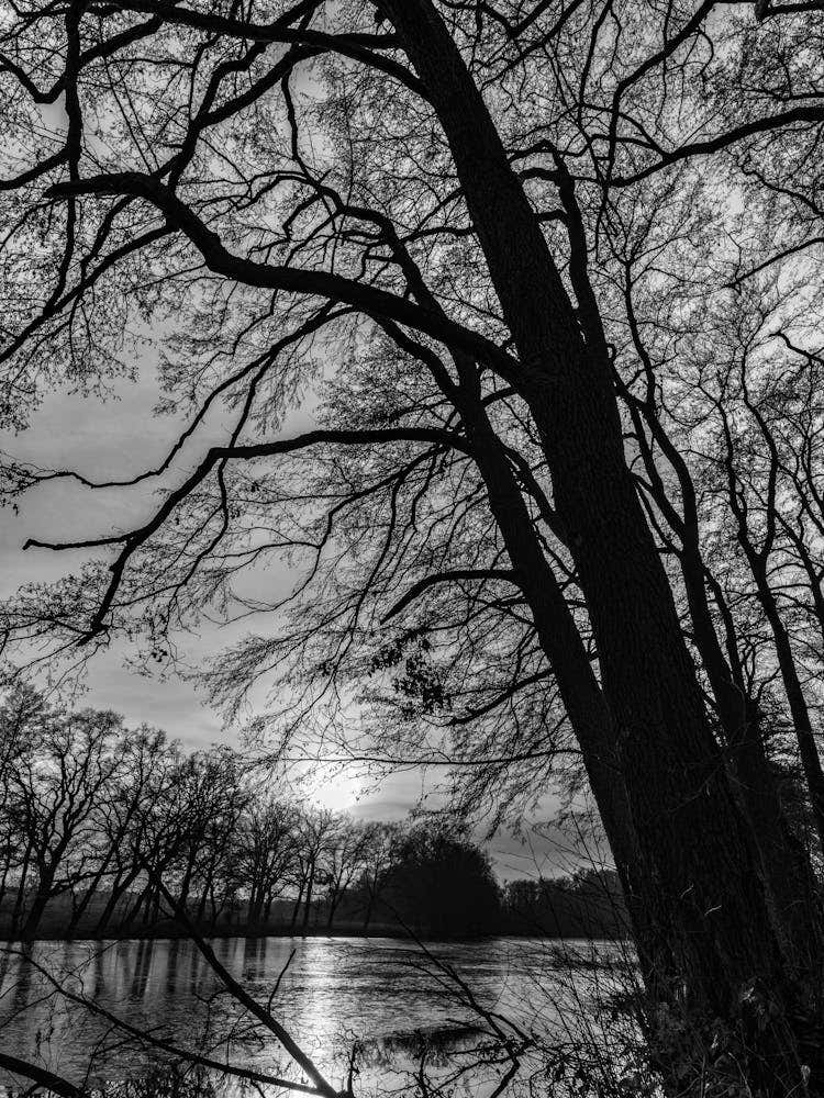 Tree in Winter Black And White Photo