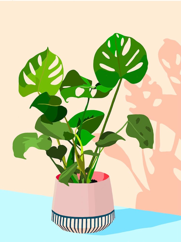 Boho Monstera - Monstera Plant