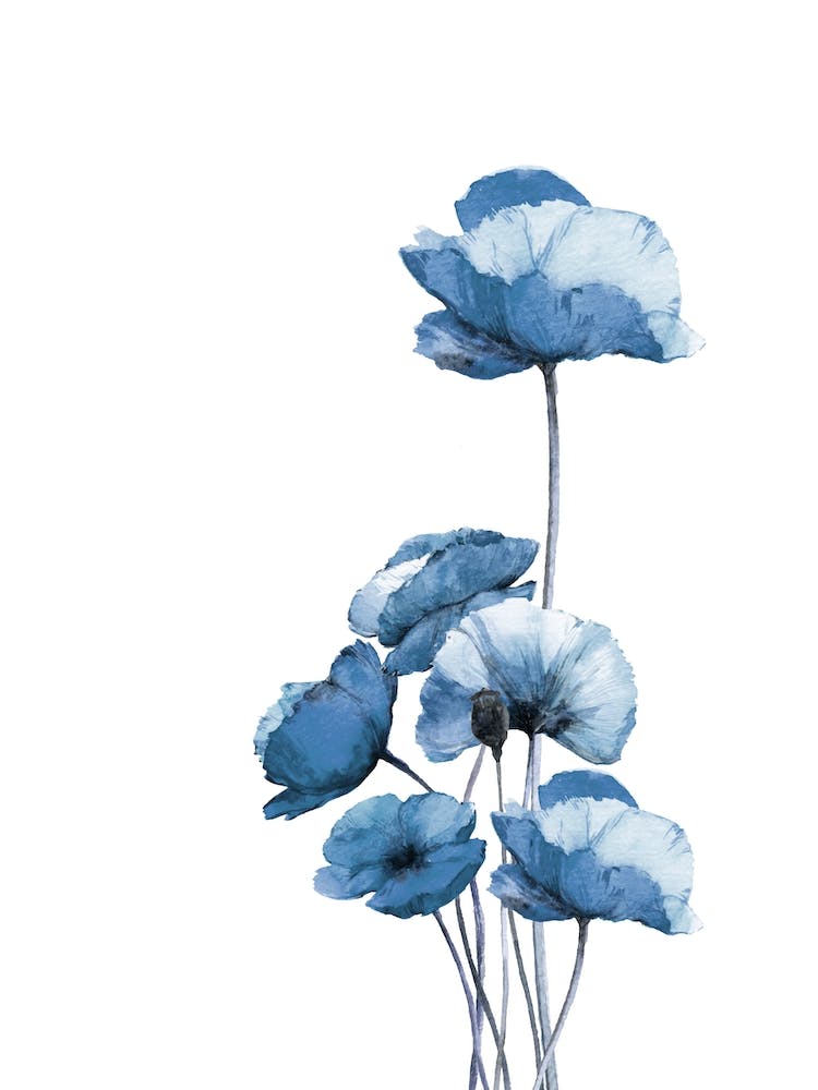 Blue Poppies