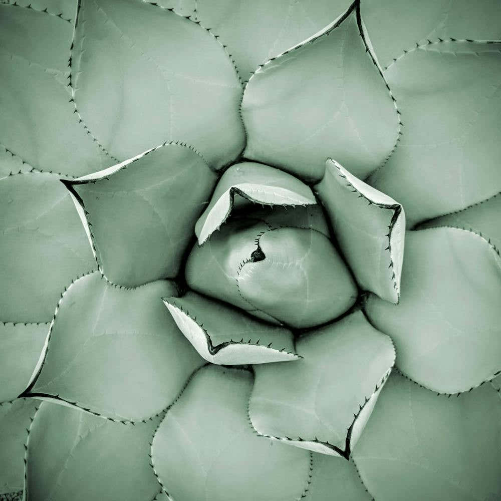 Green Agave Close Up