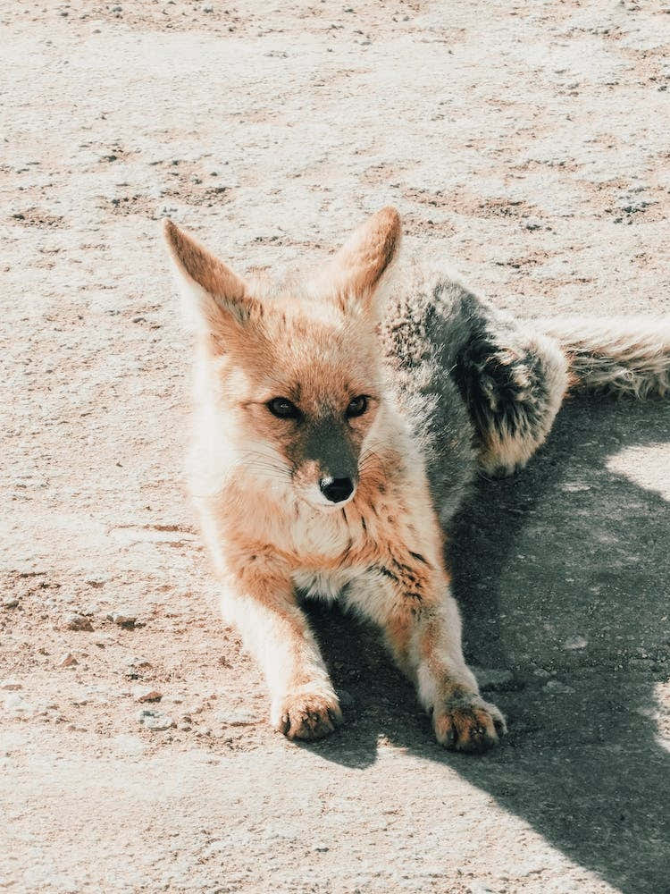 Desert Fox Wildlife