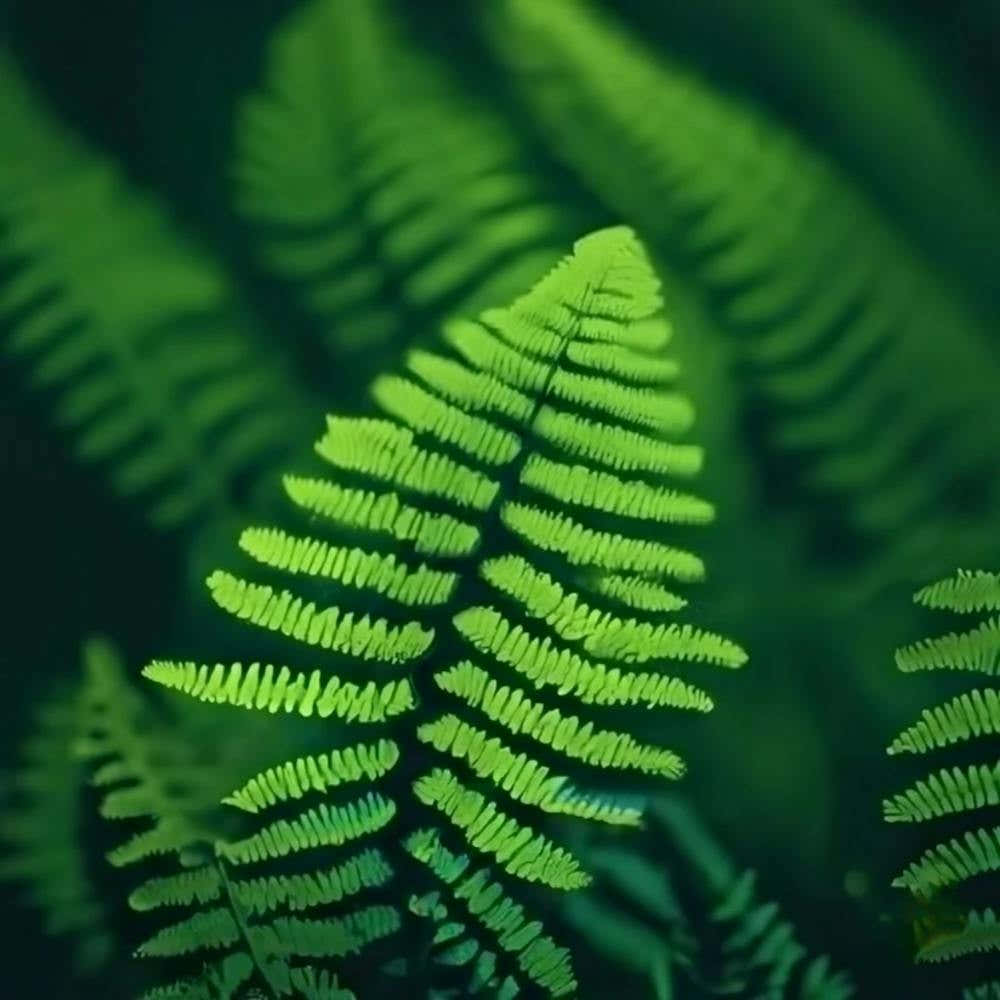 Fern Leaves