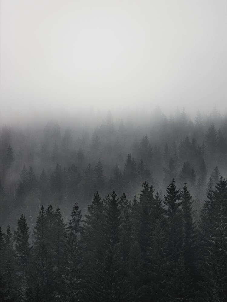 Layers Of Trees In Fog