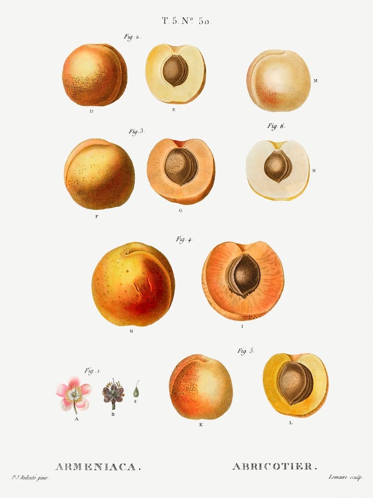Apricot Fruit Chart