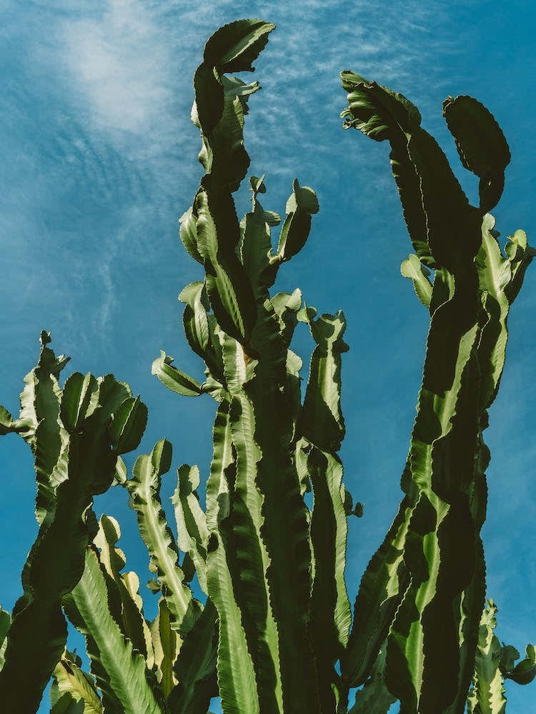Cactus Sky II