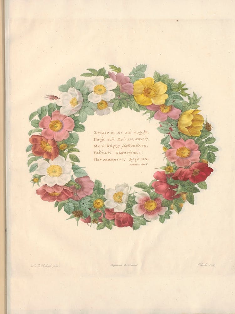 Rose Illustration from Les Roses vol.1, Pierre Joseph Redoute