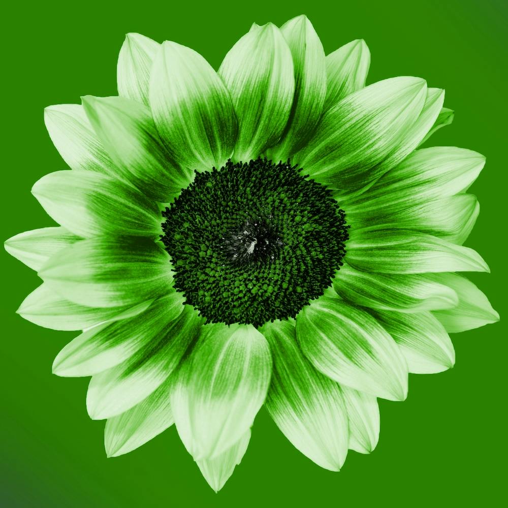 Lime Green Sunflower Square