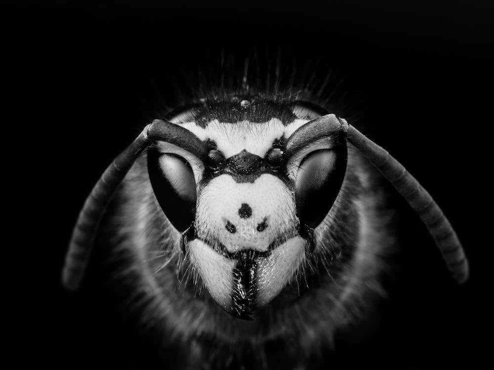 Black And White Portrait Of A Wasp