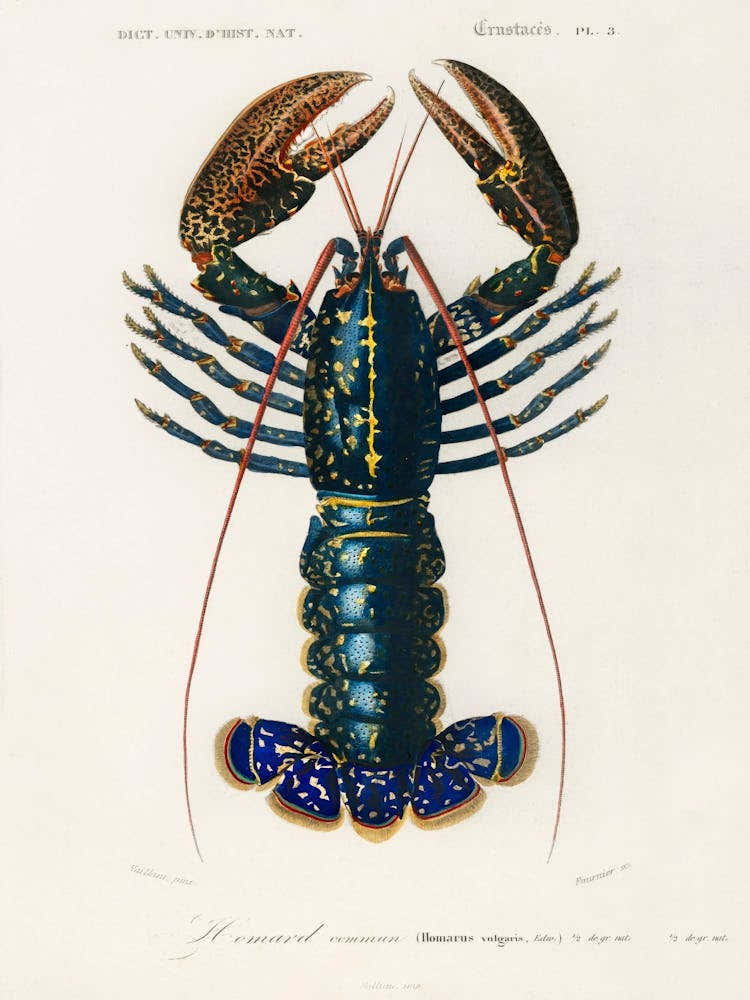Crimson Crawfish (Palemon Ornatum), Charles Dessalines D'Orbigny 1