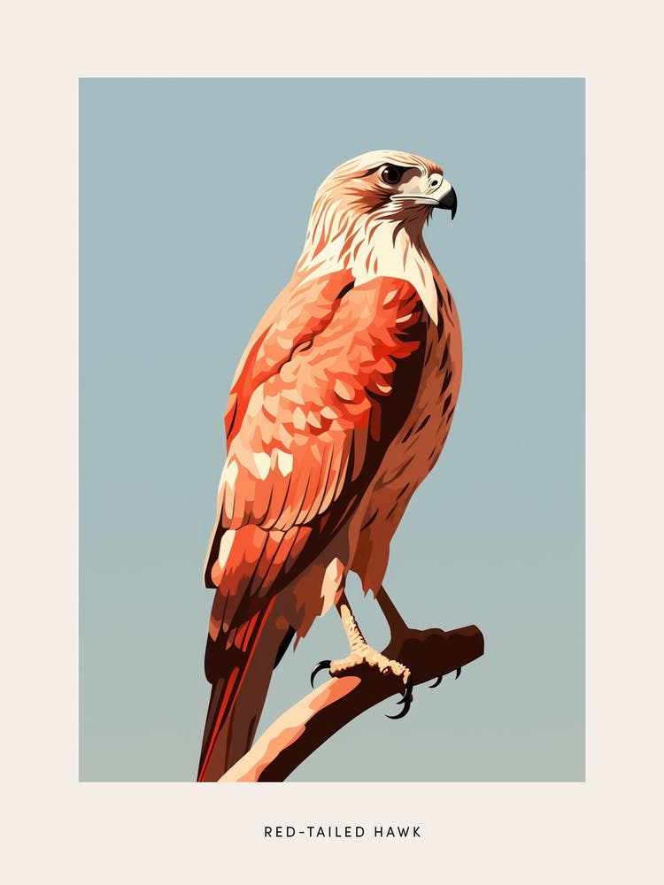 Minimalist Red Tailed Hawk 1 Bird Poster