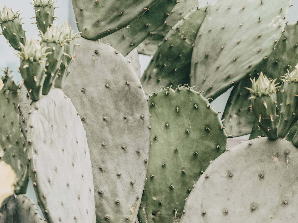 Muted Green Cactus