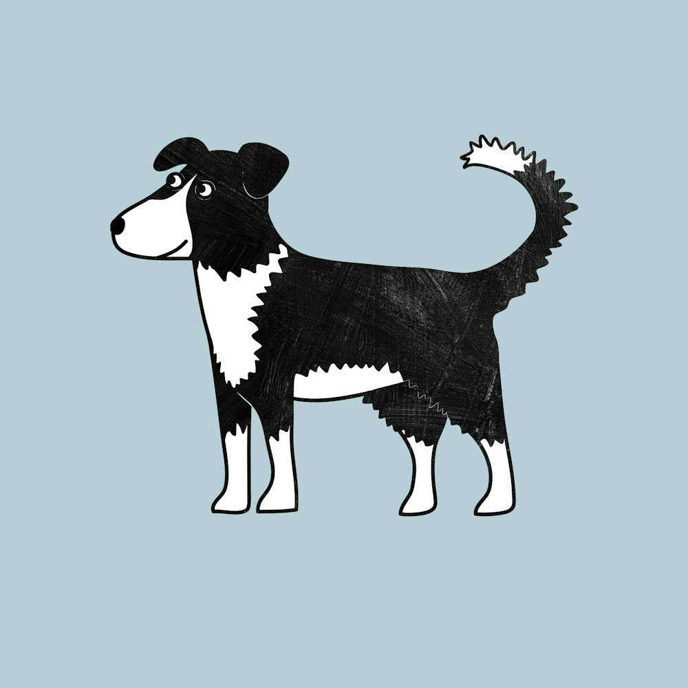 Border Collie Dog
