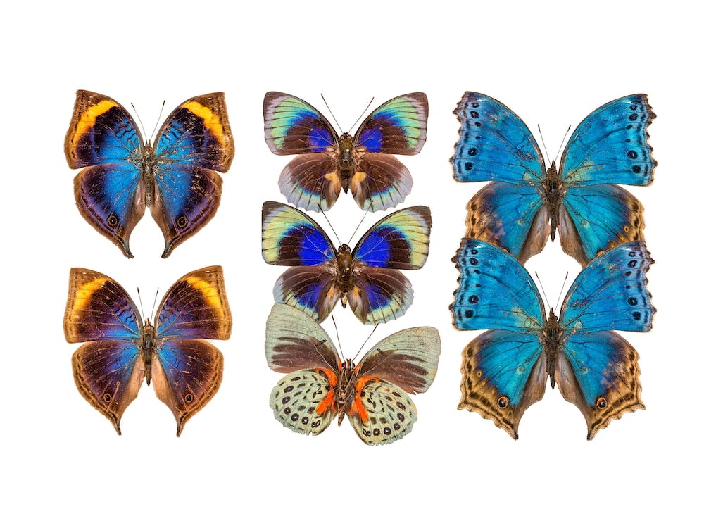 Collection Of Coloured Butterflies