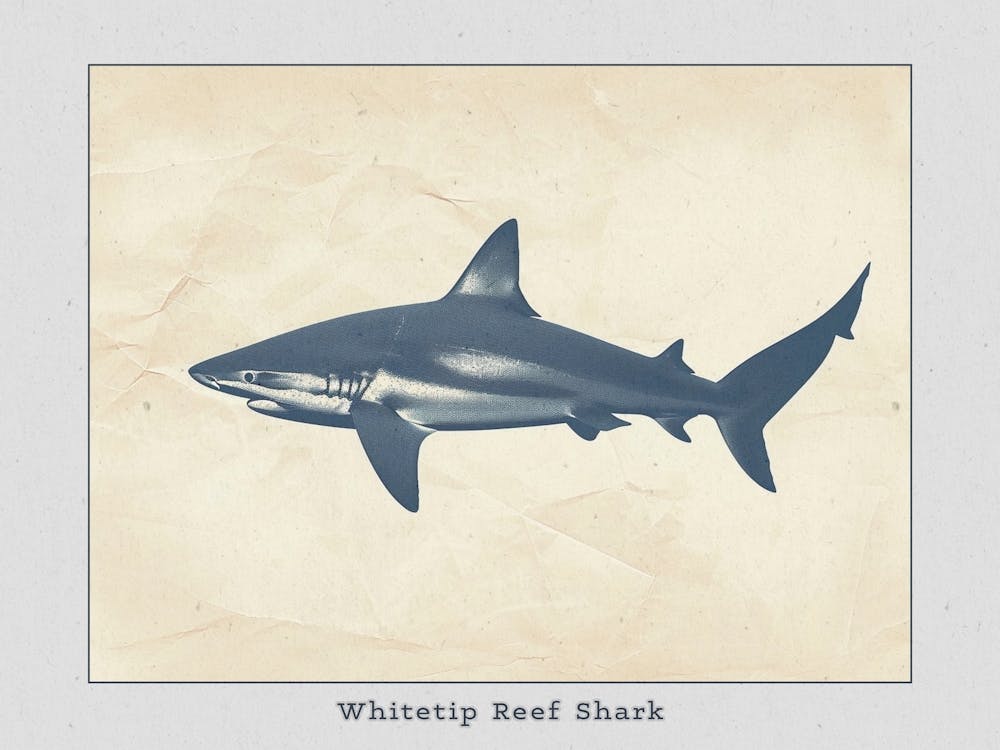 Whitetip Reef Shark Shark Silhouette 5 Poster