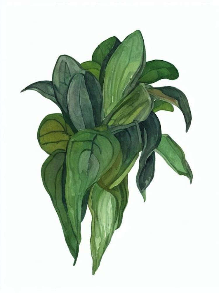 Flame Violet (Episcia Cupreata) Watercolor