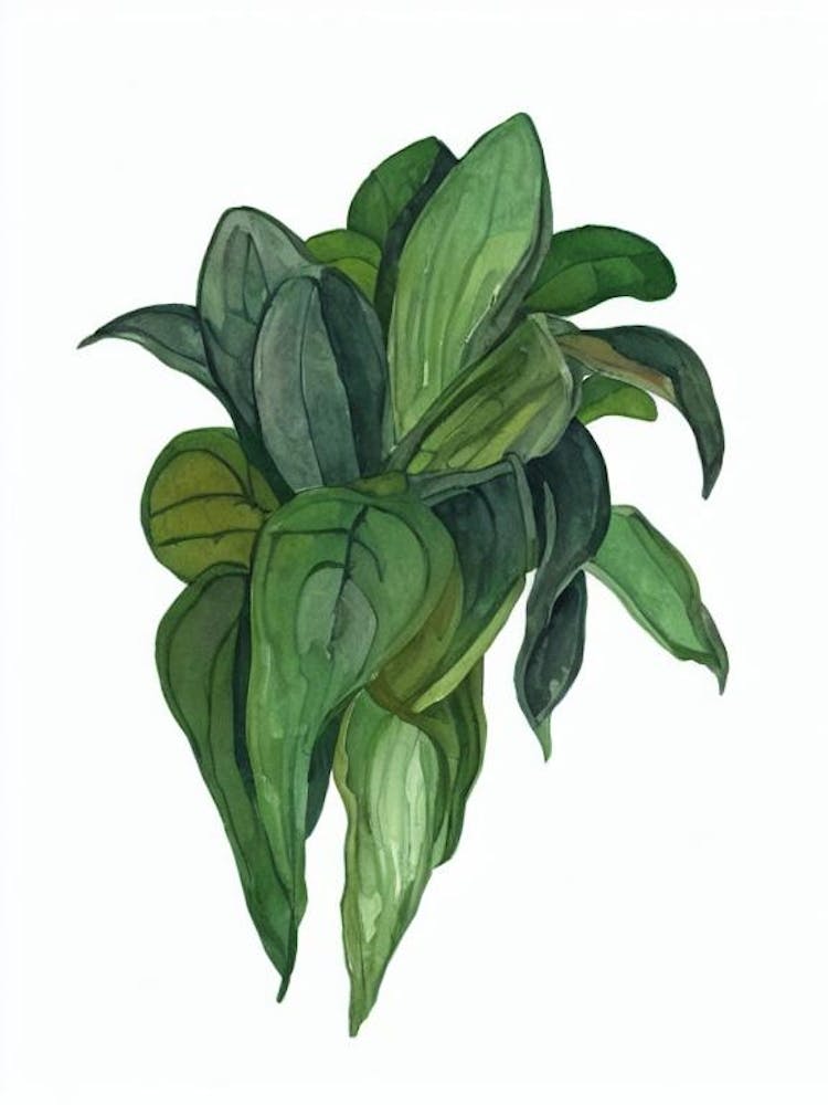 Flame Violet (Episcia Cupreata) Watercolor