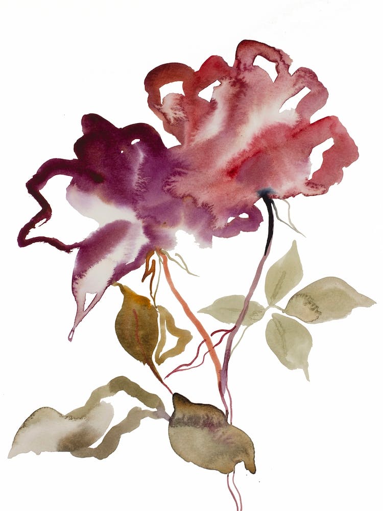 Rose Study 52