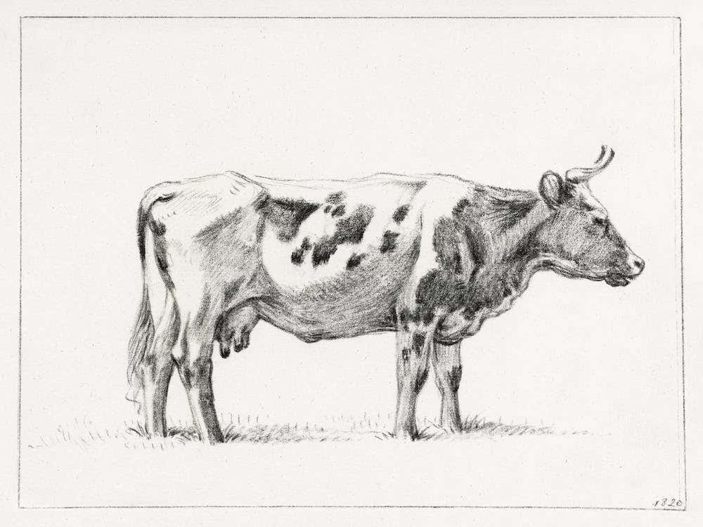 Standing Cow, Jean Bernard