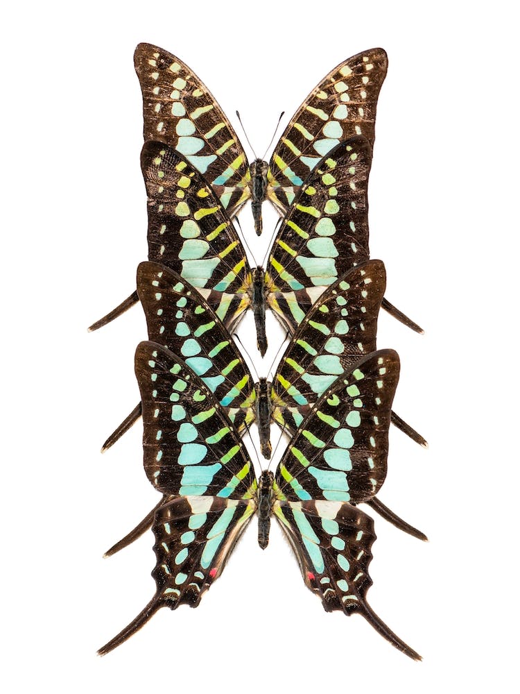 Row Of 3 Blue Brown Butterflies