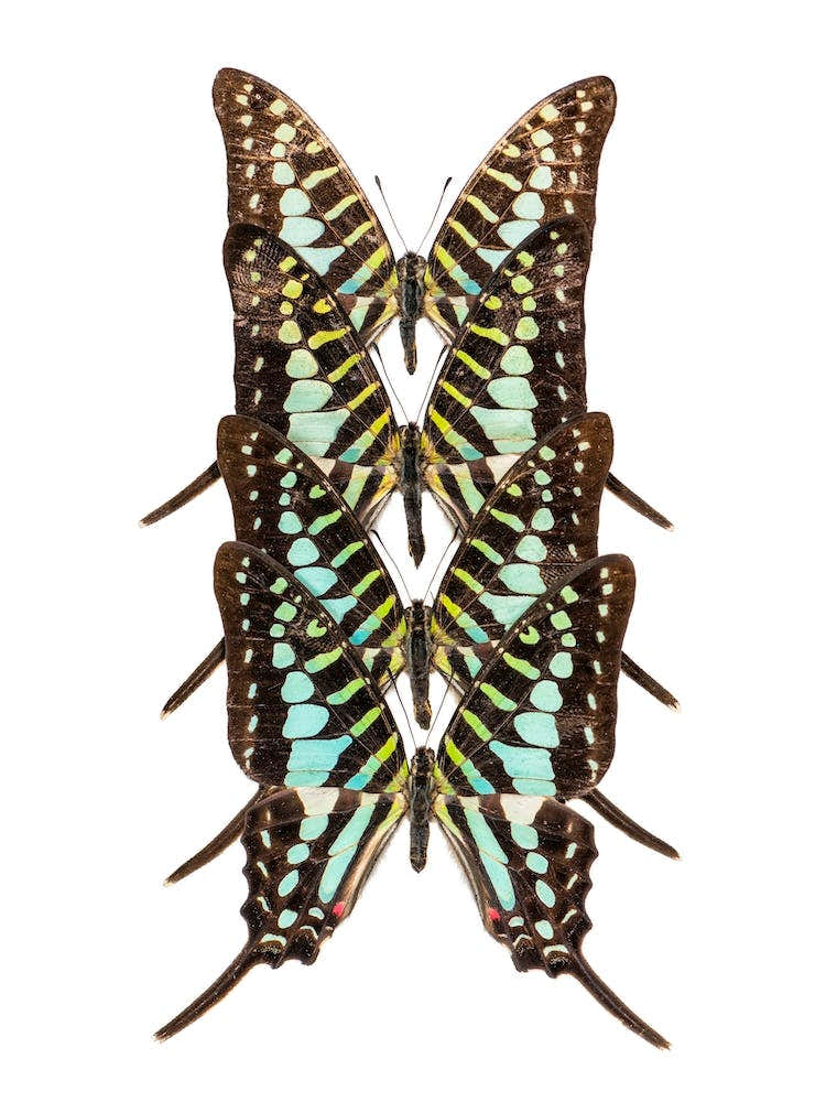 Row Of 3 Blue Brown Butterflies