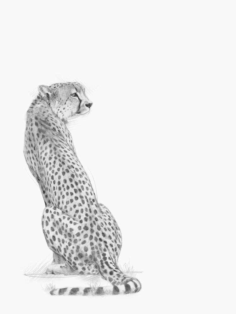 Cheetah Handrawn Black And White