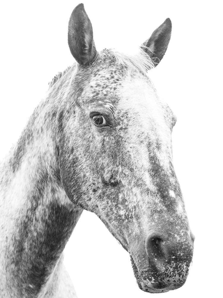 Black And White Horse Portrait 1