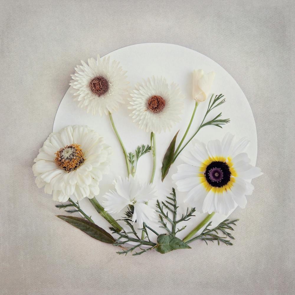 The Secret Garden Ivory