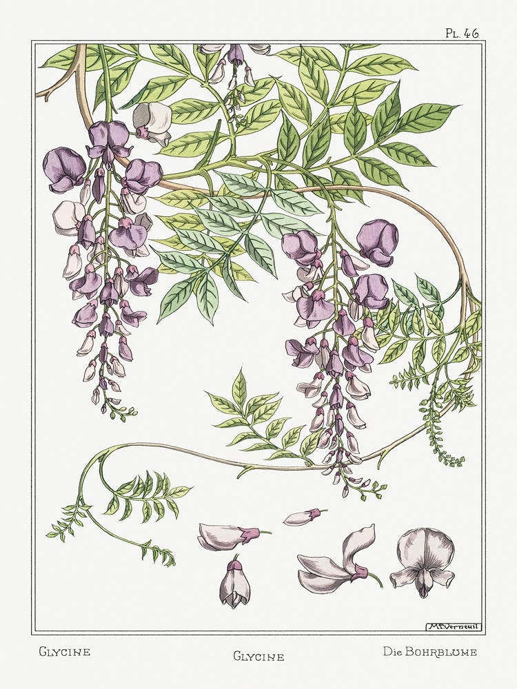 Glycine From The Plant And Its Ornamental Applications (1896), Maurice Pillard Verneuil