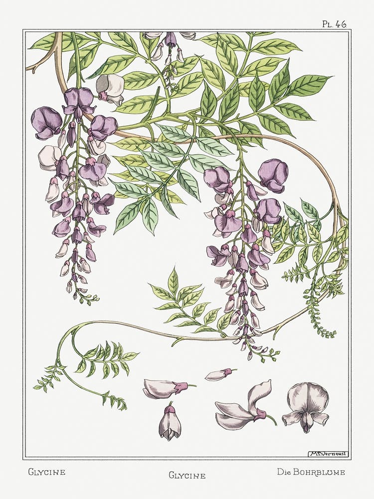 Glycine From The Plant And Its Ornamental Applications (1896), Maurice Pillard Verneuil