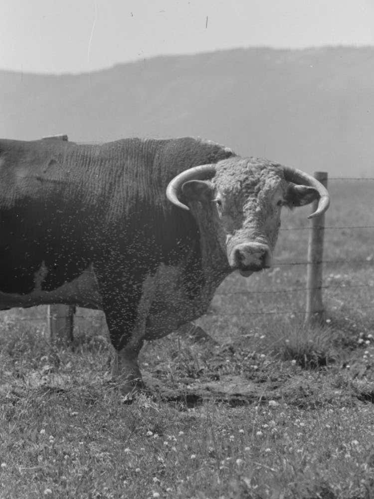 Untitled Photo, Possibly Related To Bull S Head, Cruzen Ranch, Valley County, Idaho By Russell Lee 2