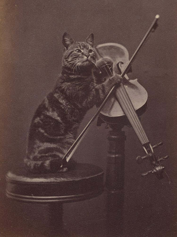 Vintage Cat On A Stool Playing Violin