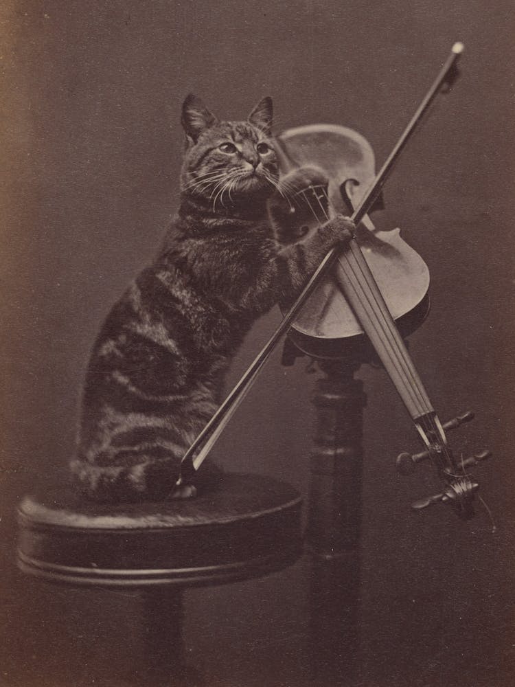 Vintage Cat On A Stool Playing Violin