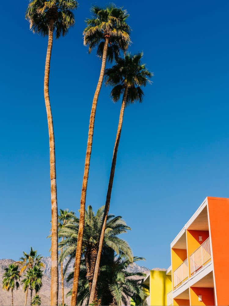 Palm Springs Vibes 5