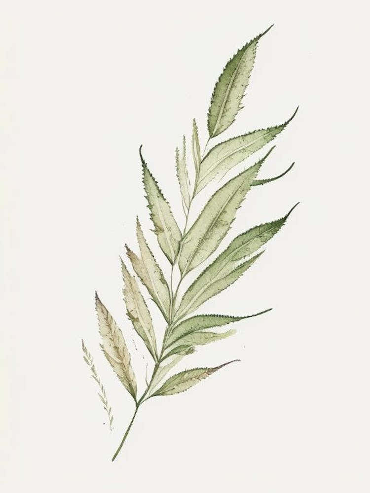 Vervain Leaf Minimalist Watercolour 3