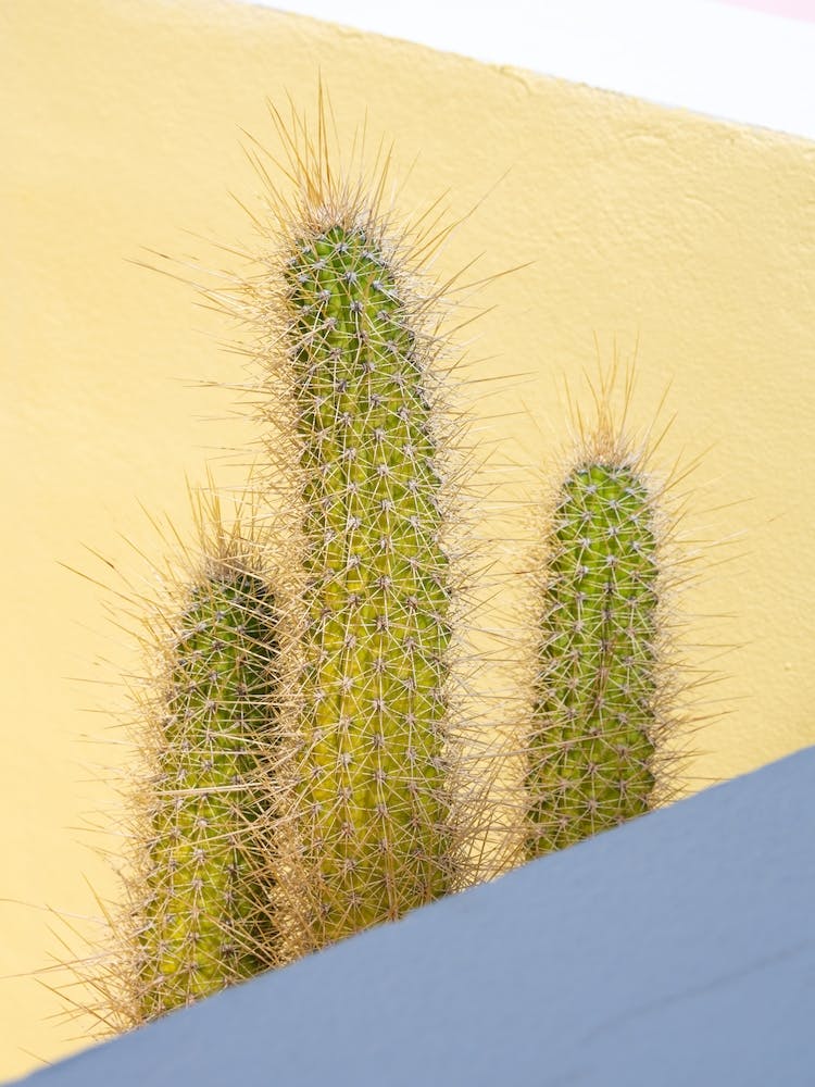 Cactus in front of pastel yellow wall