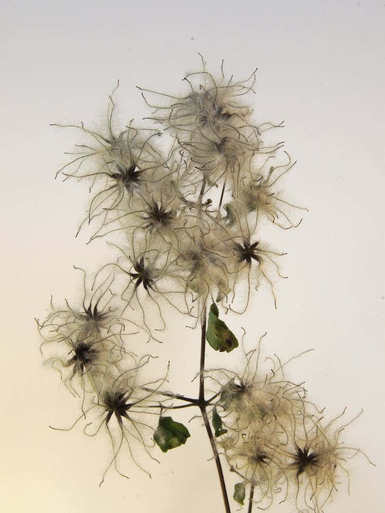 Florales · Plant End 7