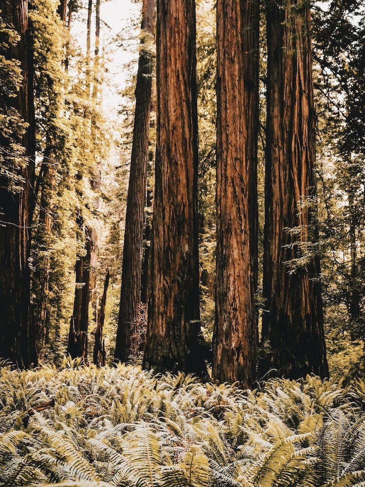 Redwood Forest Floor