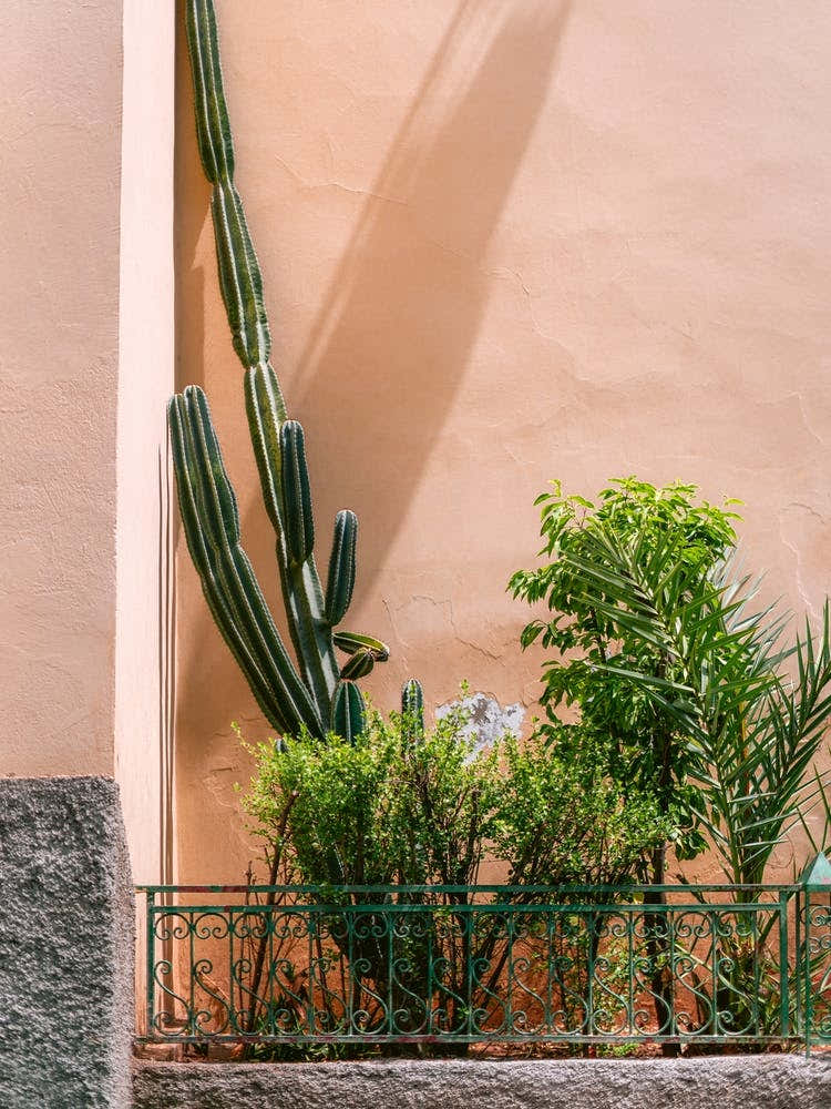 Cactus Plants against pink Wall in Fes, Morocco | Colorful travel photography