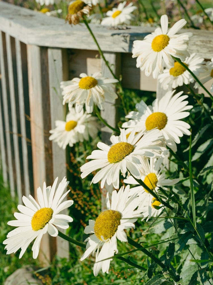 Cannon Beach Blooms VII on Film