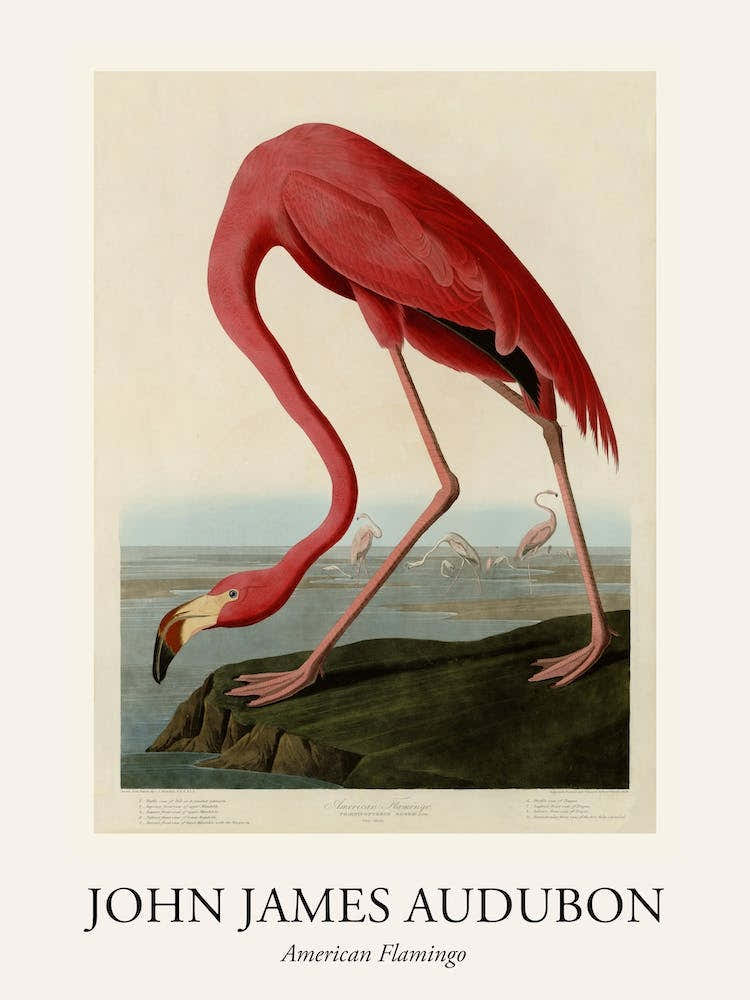 American Flamingo Poster