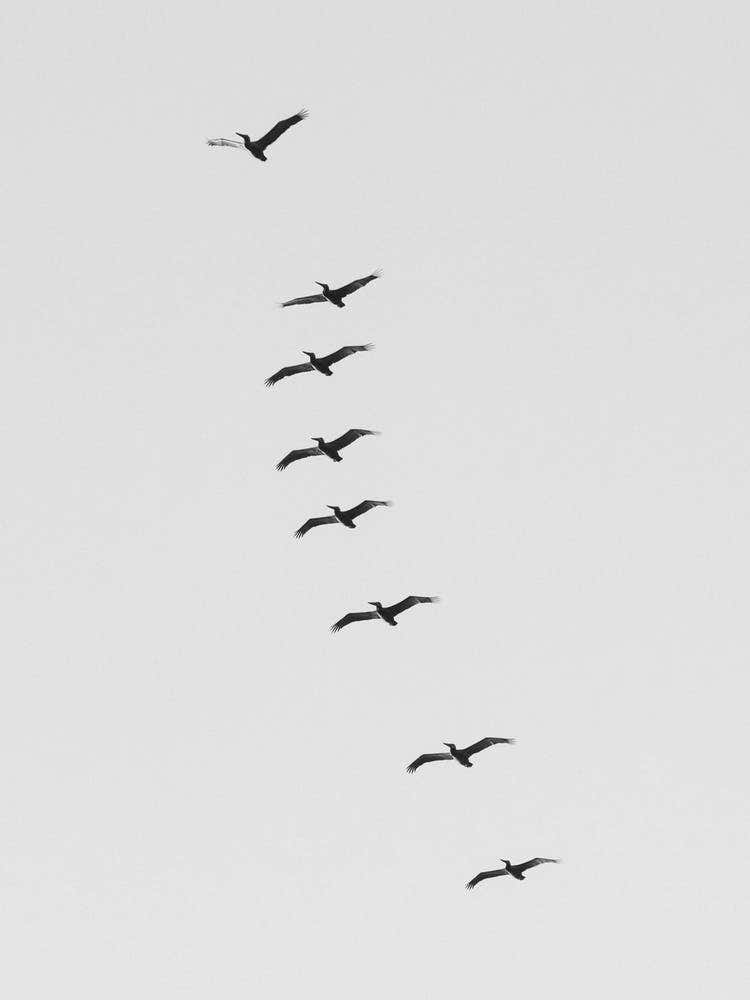 Black And White Pelicans Soaring Above