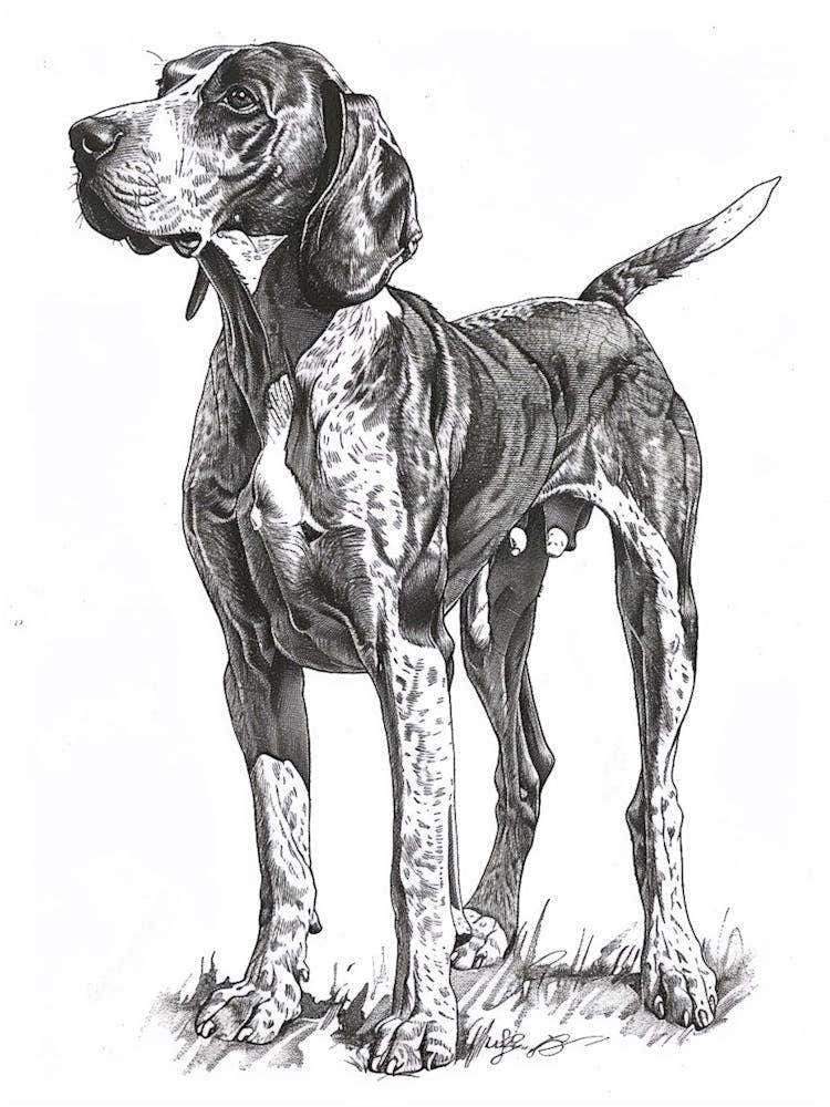 Plott Hound Dog Line Sketch 3