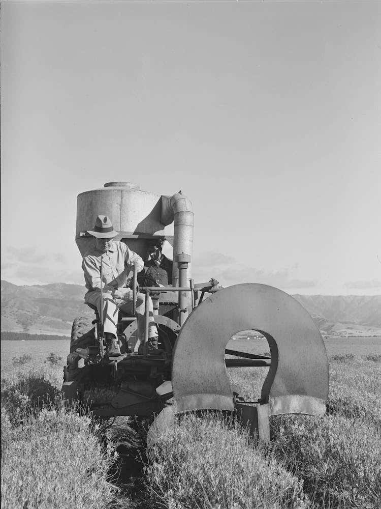 Salinas, California, Intercontinental Rubber Producers, Gathering Guayule Seed By Means Of A Vacuum By Russell