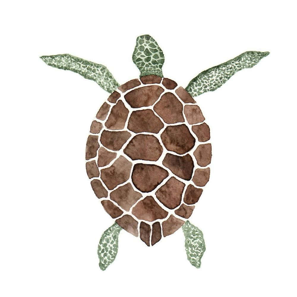 Sea Turtle2